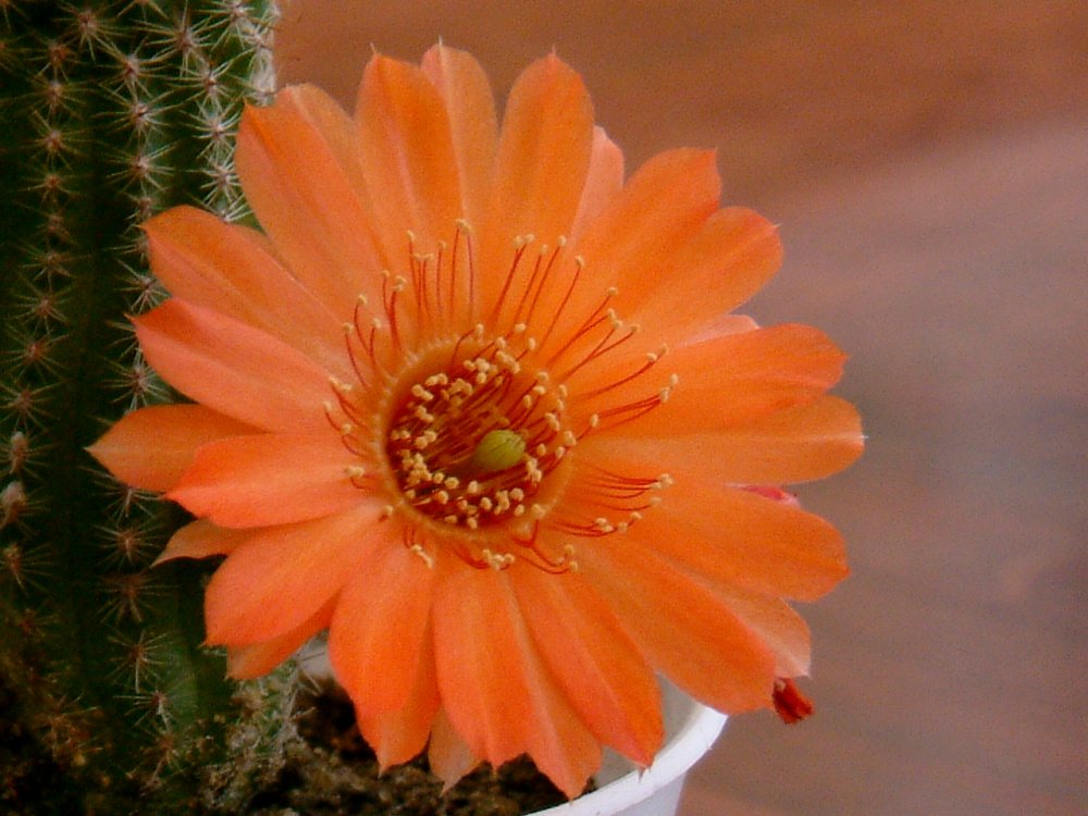 floare_de_cactus_2005.jpg