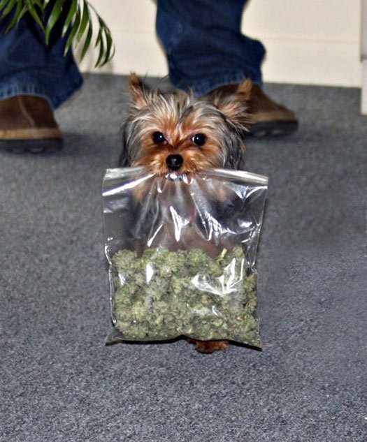 marijuana-dog.jpg