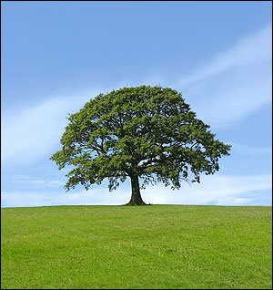 oak_tree.jpg