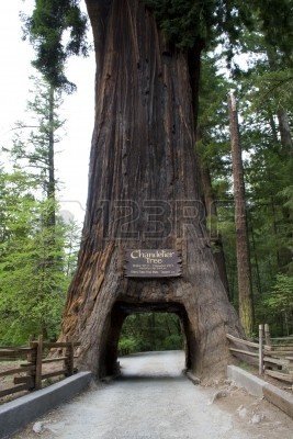 3291179-a-giant-sequoia-tree-with-a-hole