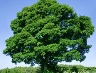 sycamore-tree.jpg