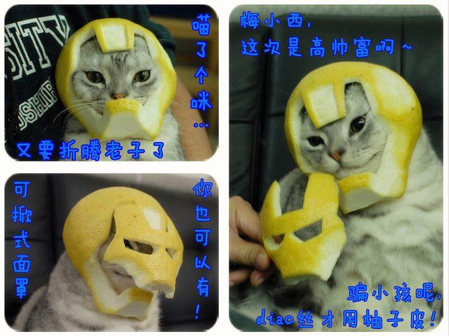 citrus-iron-man-cat.jpg