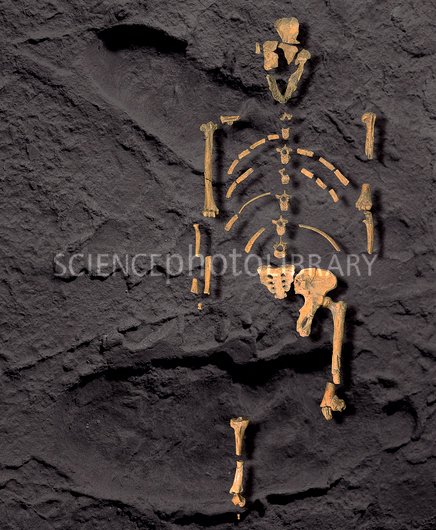 E4370109-Footprints_and_skeleton_of_Lucy-SPL.jpg