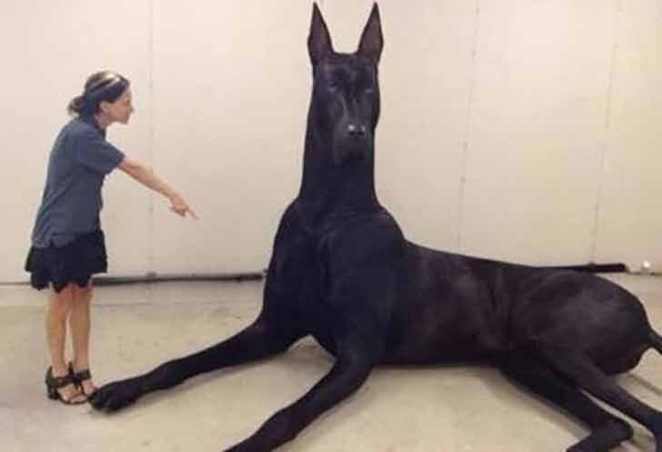 31-biggest-dogs-in-the-world-we-can-t-believe-are-real-0.jpg