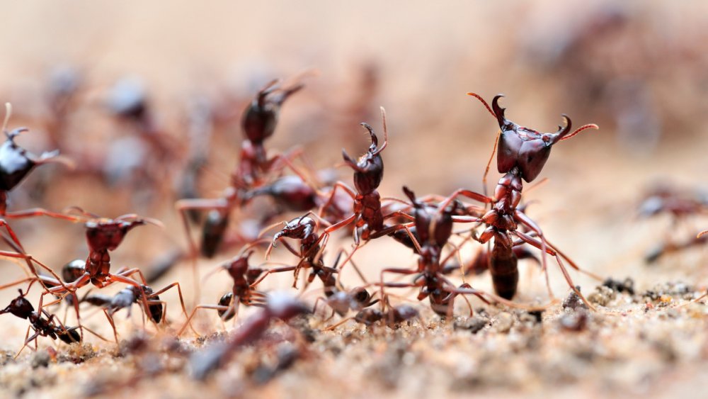 Soldier army ants protecting the workers which are wandering on a self-made ant street.