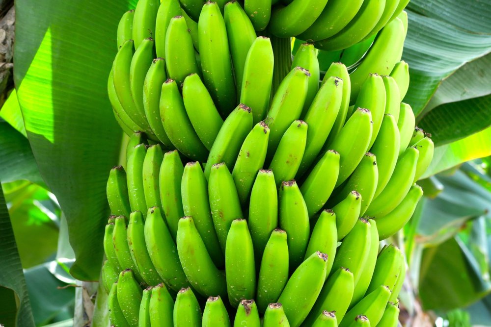 Dieta Cu Banane, Fructe, Exotice, Banană