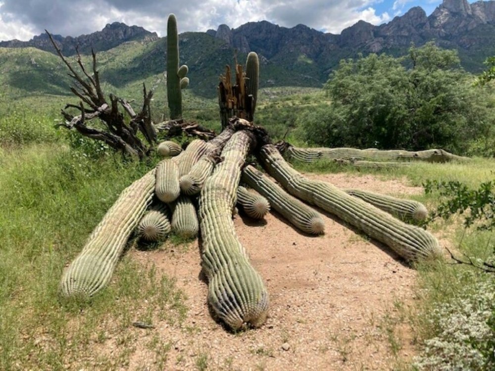 An undated image courtesy of Arizona State Parks and Trails shows a 200-year-old Saguaro cactus at Catalina State Park after it was felled by heavy rains