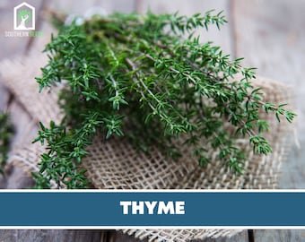 Thyme, Common - Heirloom Seeds - Medicinal & Culinary Herb - GMO Free (Thymus Vulgaris)