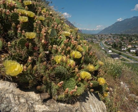 Cacti covering the mountainside in Valais.
