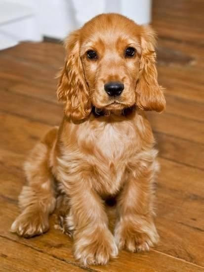 Excellent "cocker spaniels" info is readily available on our website. Have  a look and you wont be sor… | Cocker spaniel puppies, Spaniel puppies,  Cocker spaniel dog