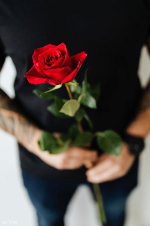 Tattooed man with a rose | free image by rawpixel.com / Karolina /  Kaboompics | Tattoos for guys, Happy rose day wallpaper, Images for  valentines day