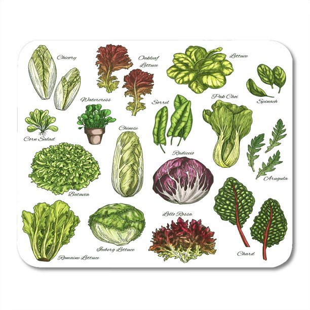 LADDKE Salads and Leafy Vegetables Sketch Chicory Oakleaf Lettuce Sorrel and Pak Choi Farm Garden Spinach Mousepad Mouse Pad Mouse Mat 9x10 inch