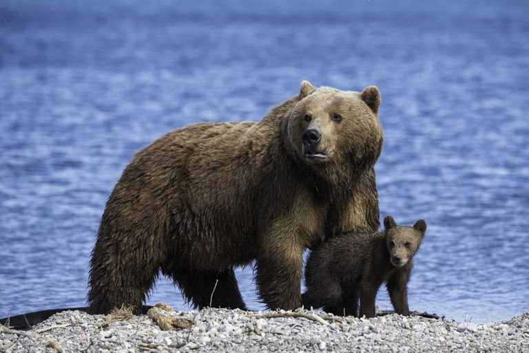 Anya barnamedve áll a kölyke fölött, Kuril-tó, Kamcsatka, Oroszország.