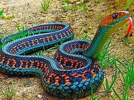 [Pics] The Deadliest Snake on Earth Comes From Arizona