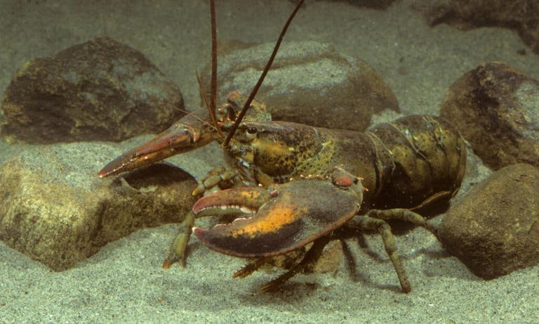 Caught in Maine, the largest lobster weighed 27 Pounds. ©Breck P. Kent/Shutterstock.com
