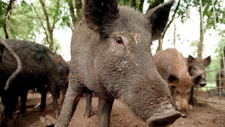 Feral hogs like these at Roger McMillin's ranch near Stephenville, Texas, cause millions of dollars of damage each year in Texas. Rodger Mallison/Fort Worth Star-Telegram/Tribune News Service via Getty Images