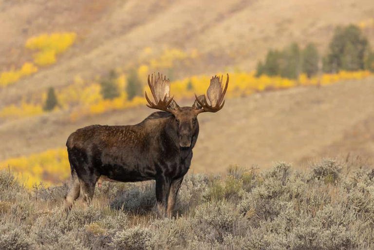 The largest moose in Montana is a Shiras moose. ©Tom Tietz/Shutterstock.com