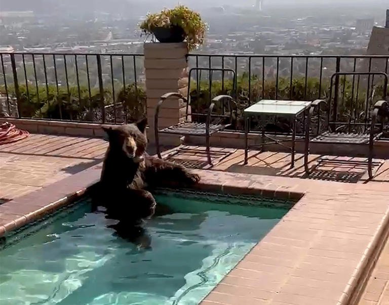 Can’t bear the heat: Bear filmed chilling out in California hot tub