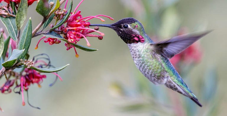 There are more than 330 species of hummingbirds found throughout the world. ©yhelfman/Shutterstock.com