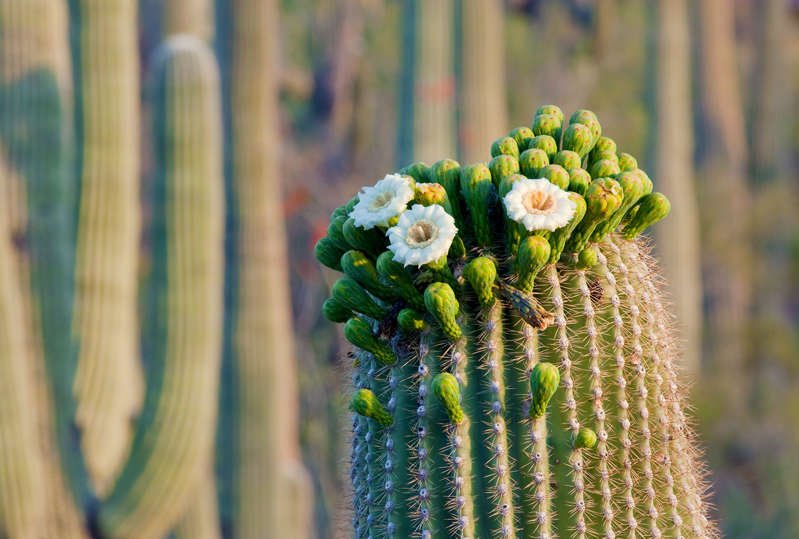 a close up of a cactus: Saguaro cactus blooming flowers