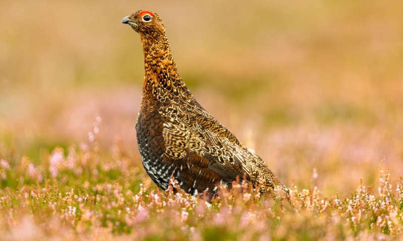 a bird sitting on top of a grass covered field: Photograph: Coatsey/Alamy