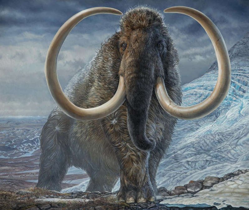 An illustration of an adult male woolly mammoth in Alaska. James Havens/University of Alaska Museum of the North