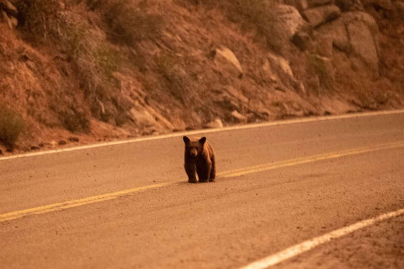 a cat walking on a dirt road: A young bear walks up the middle of Highway 50 late Sunday, Aug. 29, 2021, as the Caldor Fire continues its spread toward the Tahoe basin. Michael Macor/Getty Images