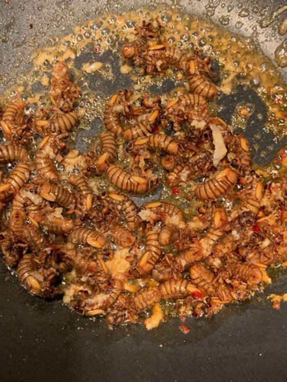 a close up of food: Franzo fries cicadas up in a little sesame oil with garlic and chiles and washes them down with a cold beer. (Jess Fanzo)