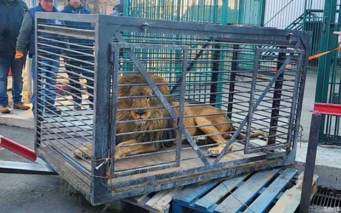 Leii scăpați de la ZOO, în Rădăuți, au fost prinși. Jandarmii suceveni au intervenit rapid