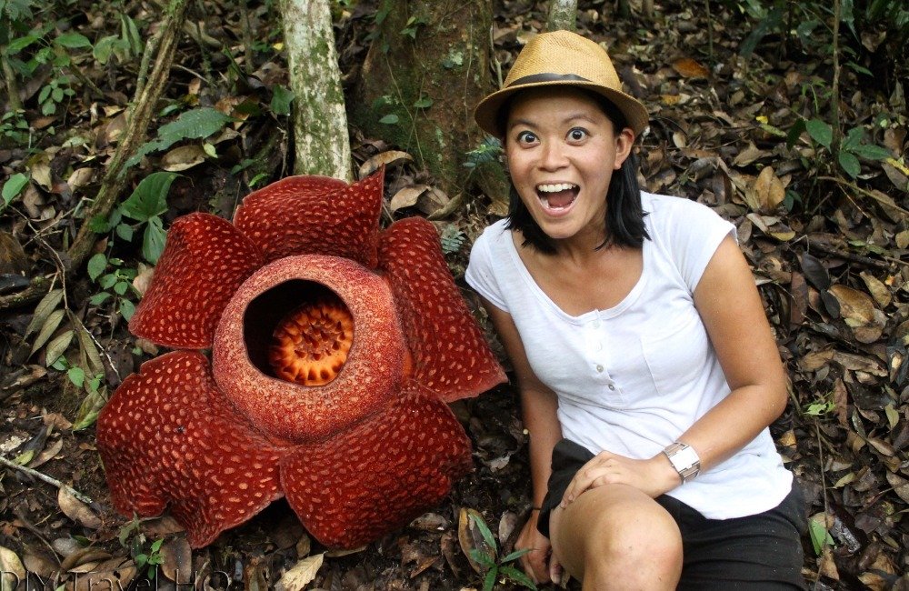 World's Largest Flower Found In Jungle ©u/Antscannabis/Reddit
