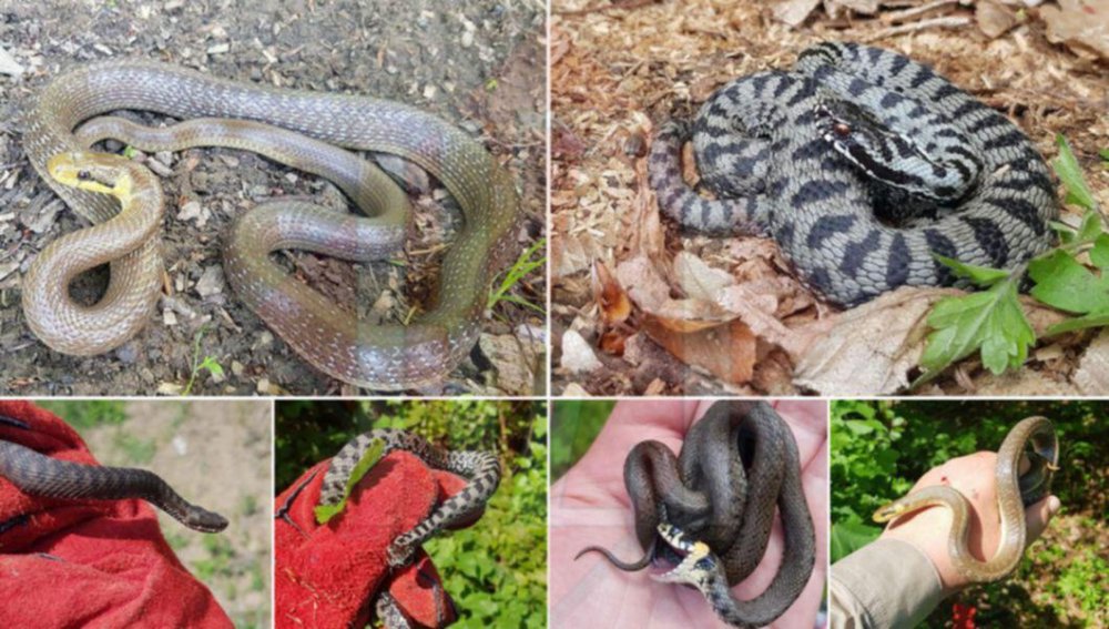 colaj foto diferite specii de serpi