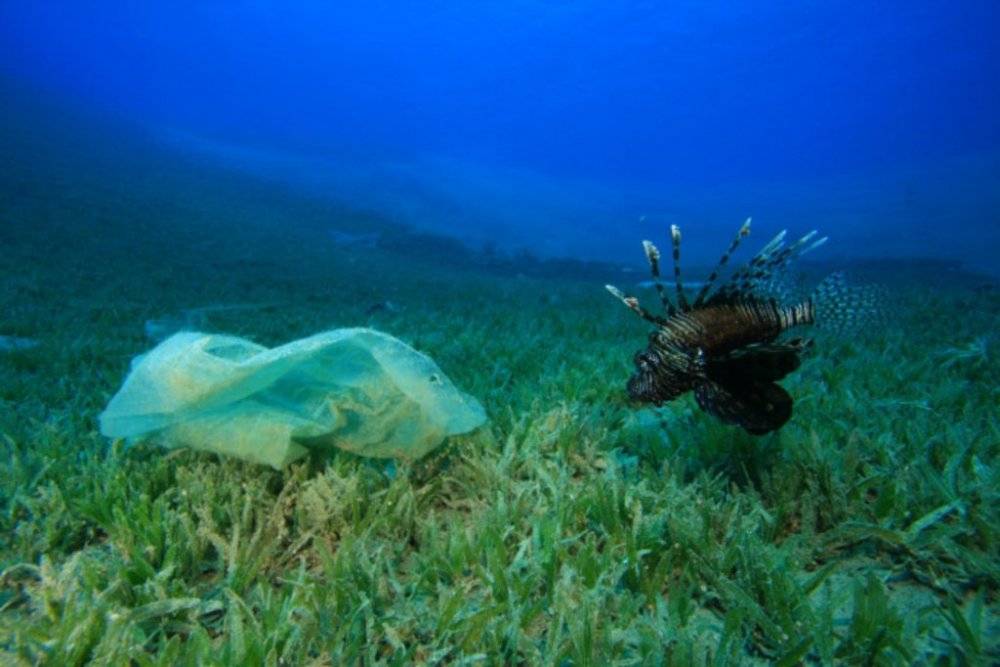 Microparticulele de plastic pot ajunge în țesutul muscular al peștilor din ocean. Studii îngrijorătoare
