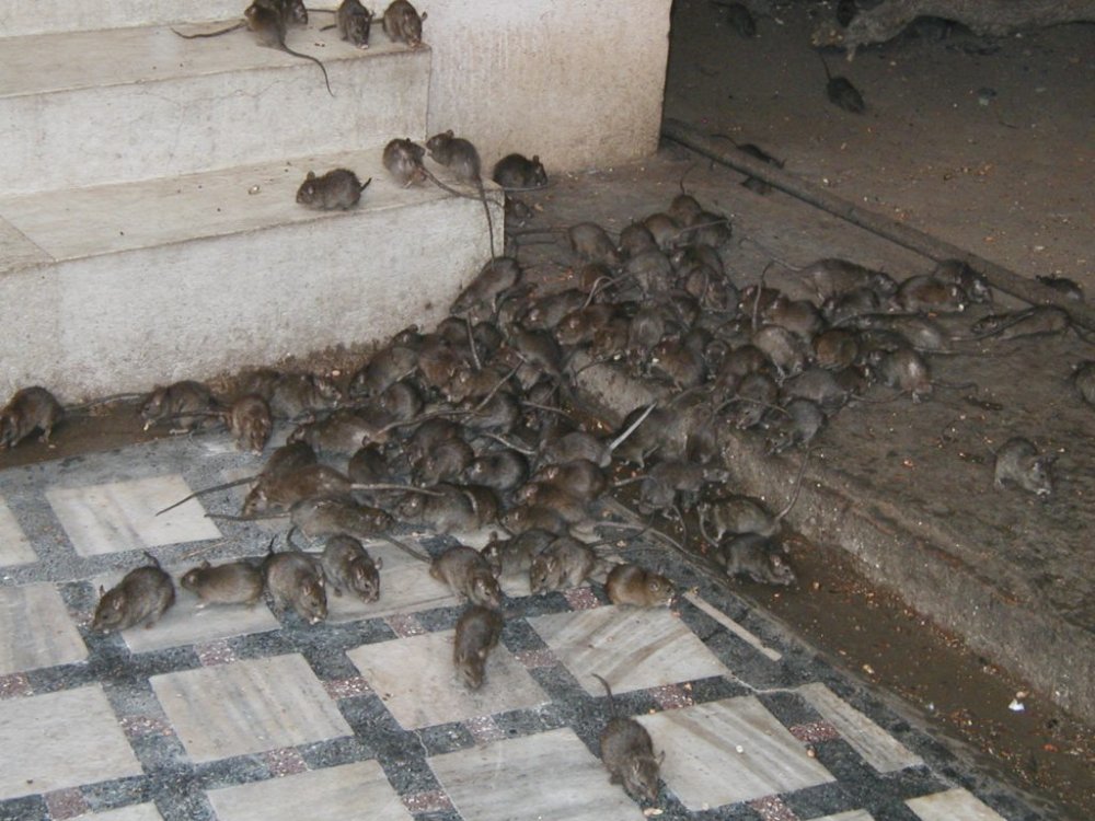 Un oraș din România trăiește sub teroarea șobolanilor. De frica rozătoarelor, oamenii nu mai au curaj să iasă din case