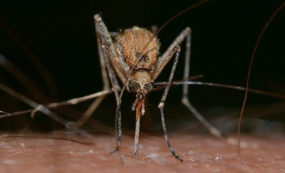 Șase metode pentru a scăpa de țânțari. Fără soluții toxice sau pastile