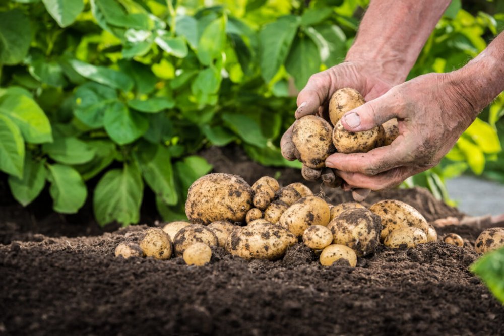 Cartofii verzi: inofensivi sau toxici. Care este adevărul