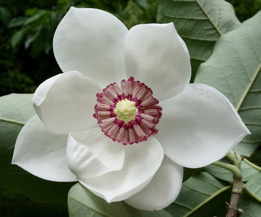 magnolie-2-1.jpg