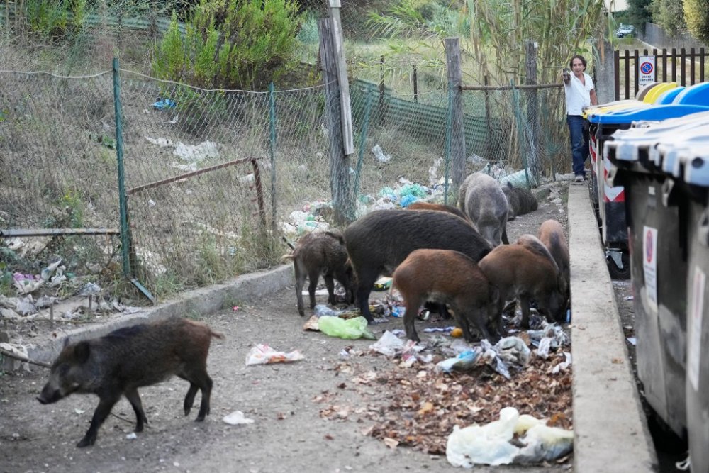 One resident is "afraid" to walk on the sidewalk due to the number of wild boars in her town.
