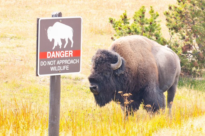a large bull bison standing in a grassy valley behind a wooden sign that reads: "DANGER: Do not approach wildlife"