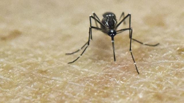 gty_aedes_aegypti_mosquito_jc_160407_16x