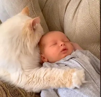 white cat snuggles baby