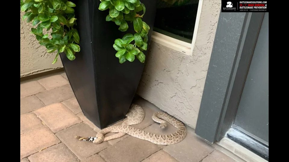 One western diamondback rattlesnake on the front porch is bad, but an Arizona family found two and it quickly became clear the reptiles were mating.