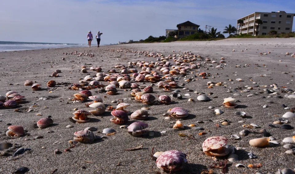 Thousands of calico scallops are washing up on the beach in Satellite Beach in clusters. These beach walkers were stopping to throw some of the ones still alive back into the ocean. This cluster was just south of Pelican Beach Park on Friday. Florida wildlife biologists said they are investigating the event but don&#39;t know yet what caused so many to wash in. They speculate it could have been wind and waves but there were no other species that washed in, indicating that something that specifically impacts scallops might be going on.