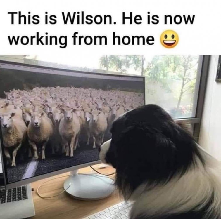 Este posibil ca imaginea să conţină: posibil text care spune „This is Wilson. He is now working from home”