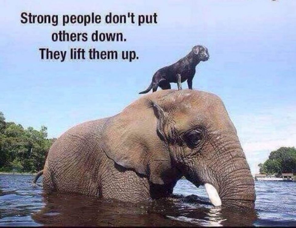 May be an image of animal and text that says 'Strong people don't put others down. They lift them up.'