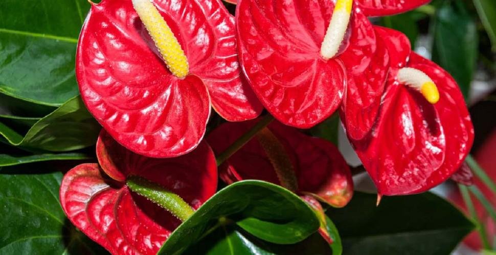 Cum se îngrijește Anthurium, planta care atrage dragostea, norocul și banii în casă. Este ideală în orice locuință