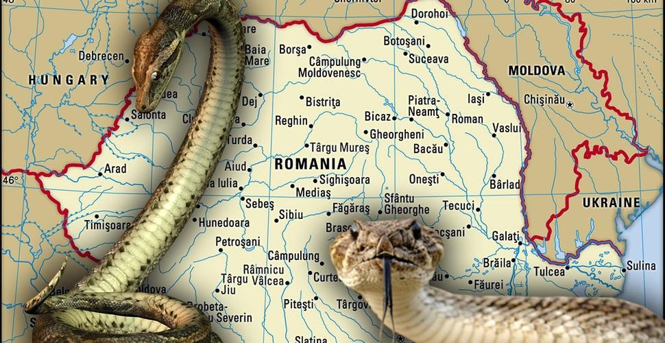 Locurile din România unde trăiesc vipere. Cum să te ferești de mușcătură