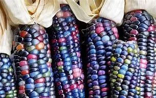 Image result for colored corn ears