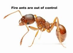 Image result for fire ant