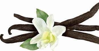 Image result for vanilla