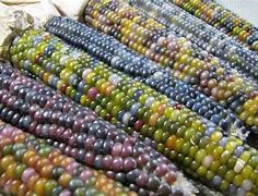 Image result for colored corn ears